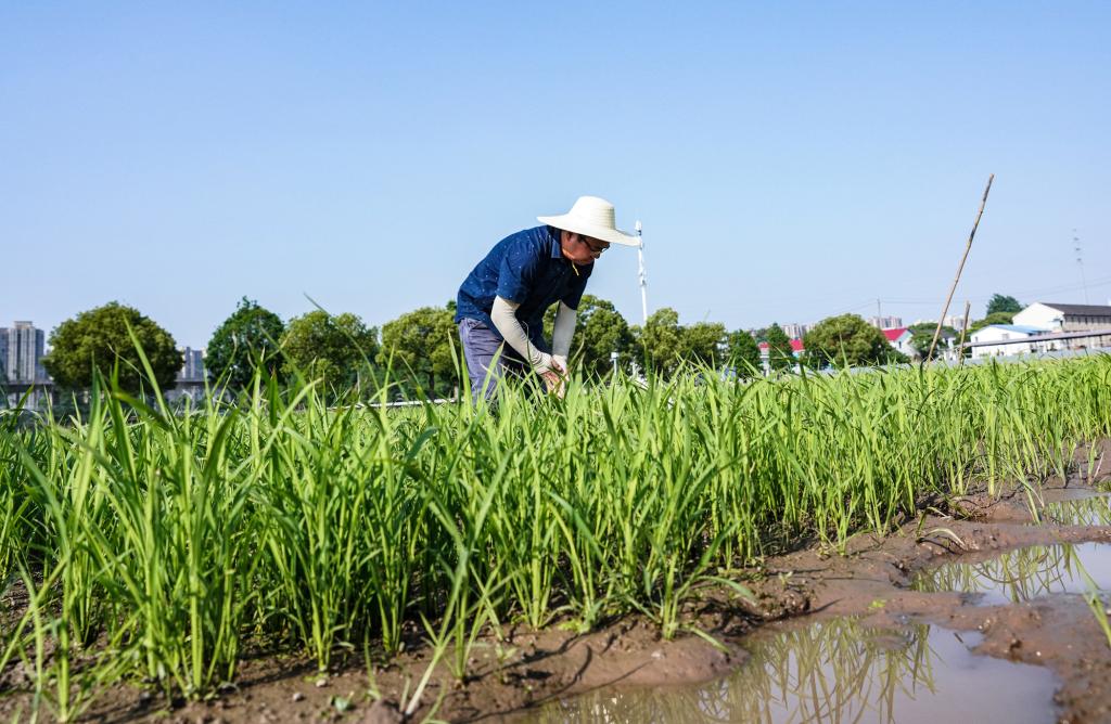 庄稼汉”周雷：为水稻育种贡献青春力量