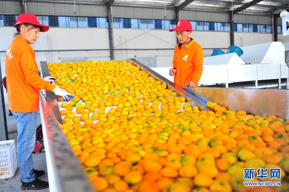智能分选设备助力柑橘“抢鲜”上市