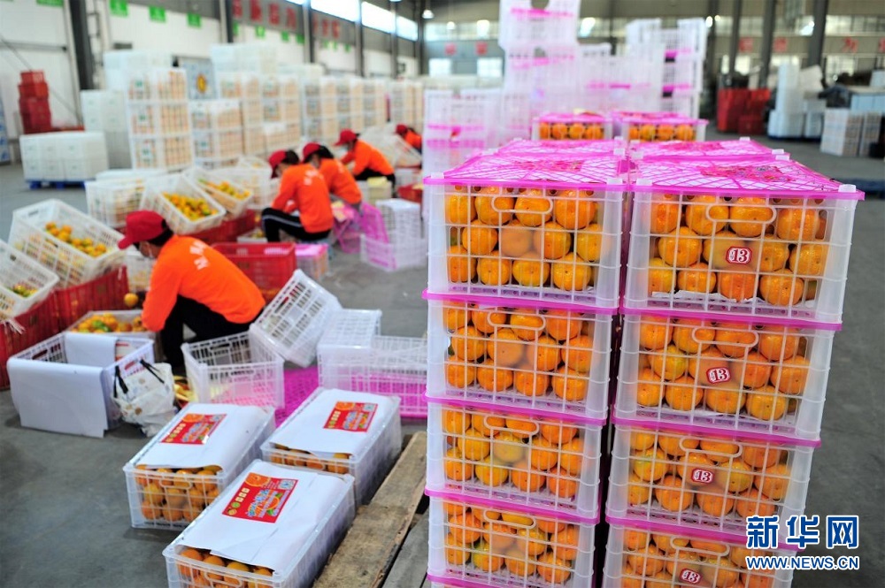 湖北宜昌：智能分选设备助力柑橘“抢鲜”供应果品市场