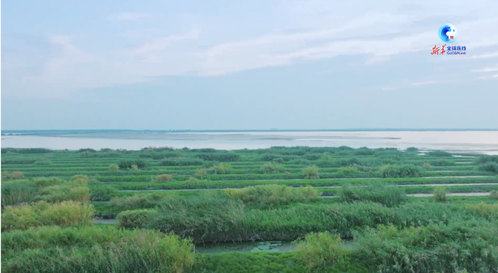 “百湖之市”“湿地之城” 50秒环游江城武汉的湿地风光