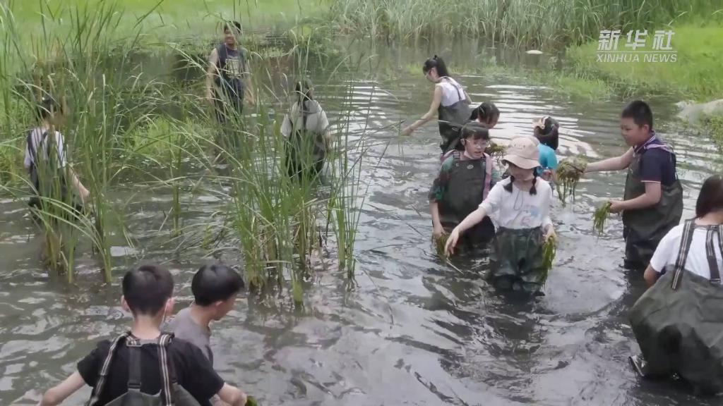 武汉：小微湿地户外课堂助力培养中小学生生态环保理念