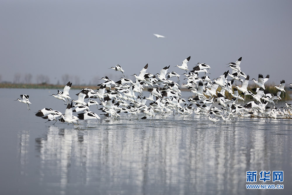 湖北汉川：退垸还湖总面积2024亩 湿地呈现生态美