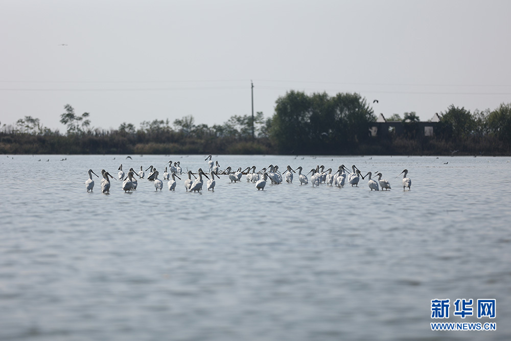 湖北汉川：退垸还湖总面积2024亩 湿地呈现生态美