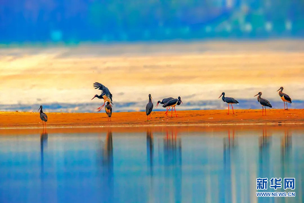 聚焦高质量发展丨人鸟和谐 湖北武汉江心岛变生态乐园