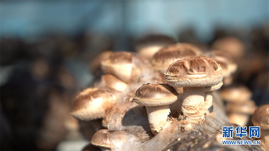 湖北随州：中国香菇之乡“菇”事忙 年综合产值超300亿元
