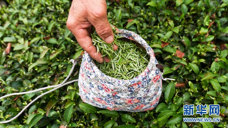 恩施春茶开采 以茶扮靓乡村 以茶业“价值”促进农民增收