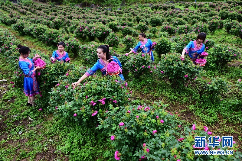 湖北：500亩玫瑰花竞相绽放 鄂西乡村玫瑰花开引客来