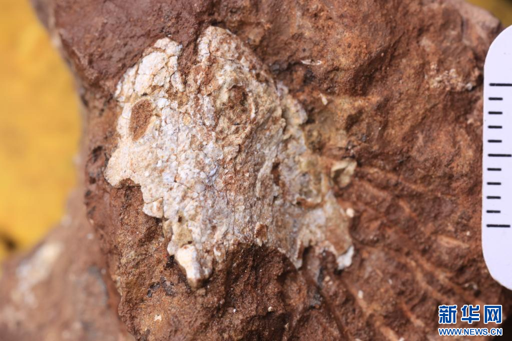 远古“寻亲”：4.38亿年前的江夏鱼找到“亲兄弟”
