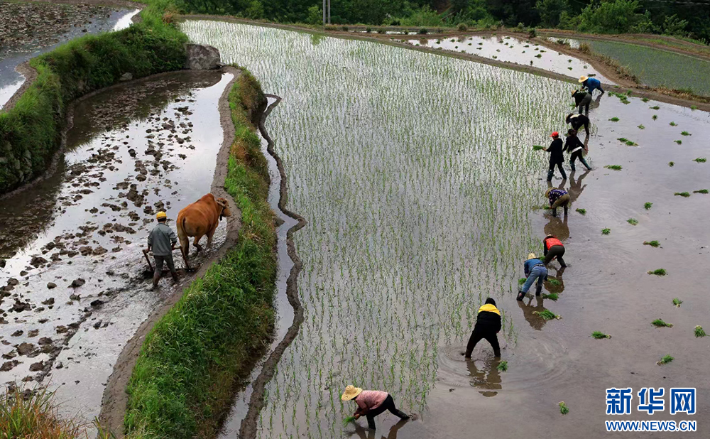 初夏水稻种植忙，山水田园美如画