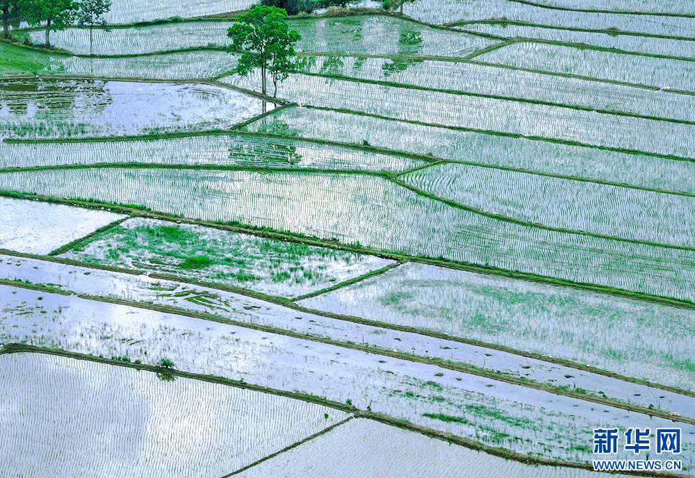 初夏水稻种植忙，山水田园美如画