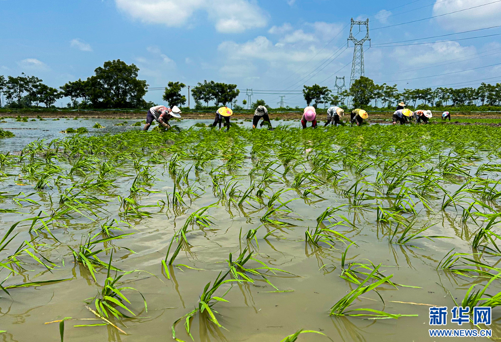 当前最新：湖北潜江：虾稻田插秧忙 力争在7月中旬前栽插完毕
