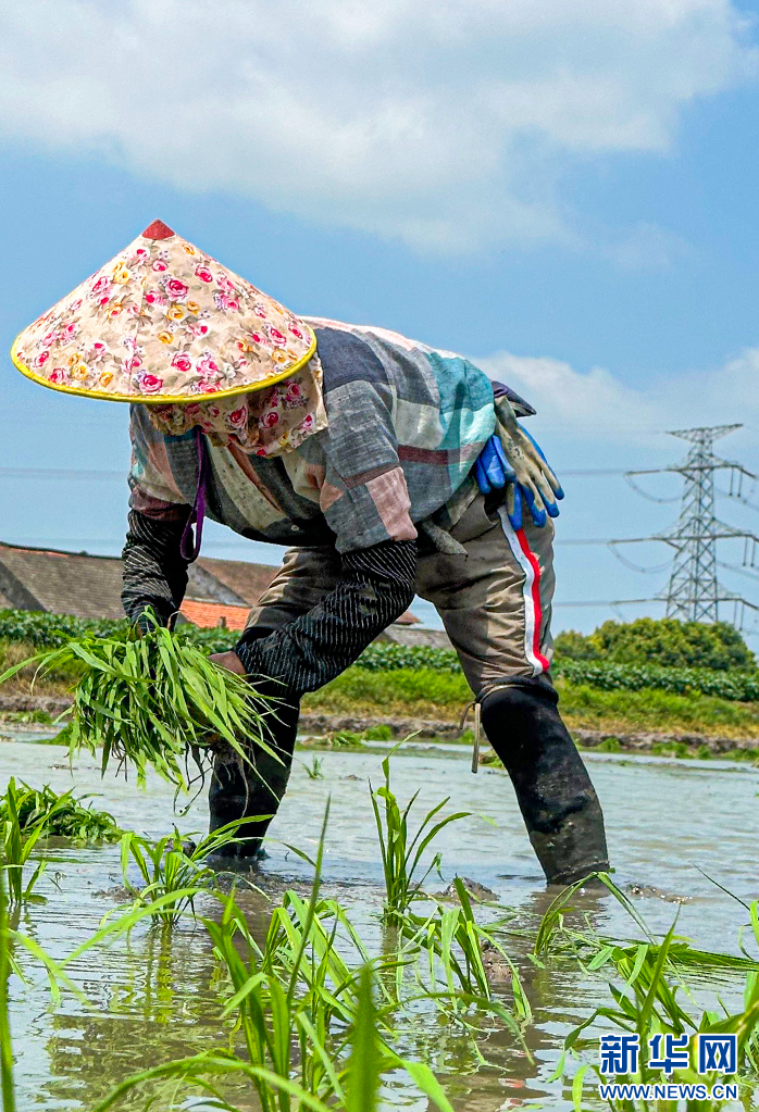 湖北潜江：虾稻田插秧忙 力争在7月中旬前栽插完毕