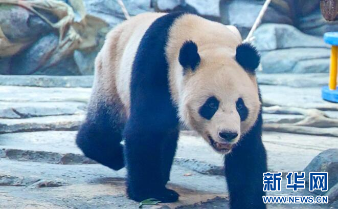 武汉动物园9月28日正式开园-中