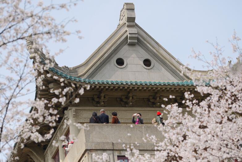 樱花如云绽放 武汉大学迎来最美春光