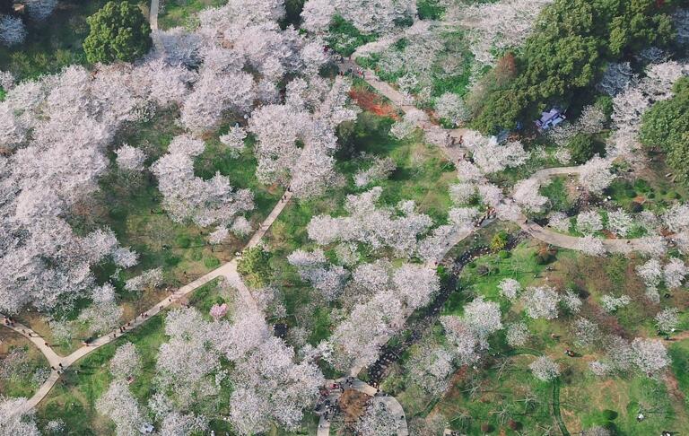 航拍武汉东湖樱花园进入盛花期 赏樱正当时