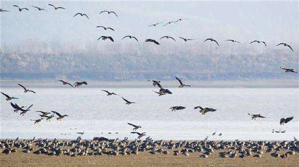 湖北：越冬水鸟同比增加13种 红胸黑雁首次被记录到