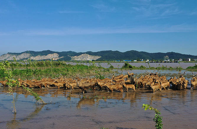 长江水位上涨 百余头野生麋鹿集聚湖北监利安全度汛