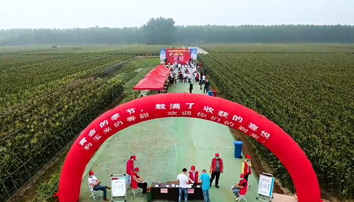 丰收啦！“中国甜玉米之乡”开园采摘玉米