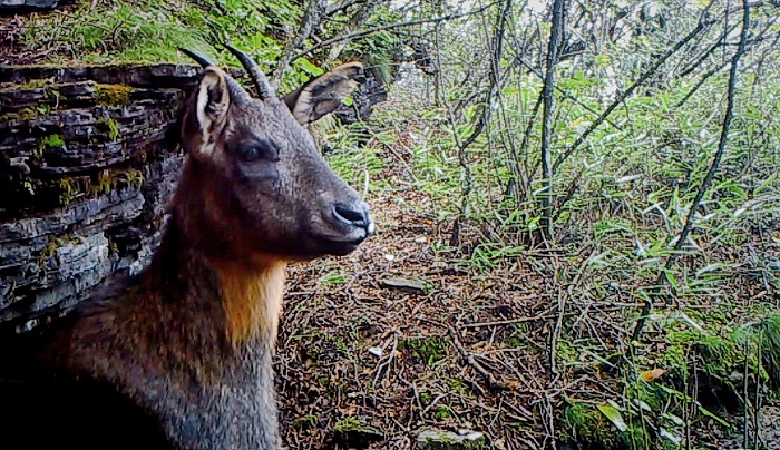 十多种野生动物现身万朝山自然保护区
