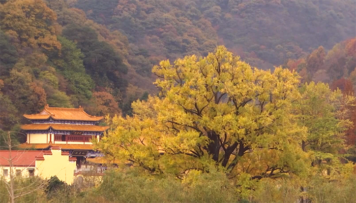 【“飞阅”中国】千年银杏树颜值巅峰季节 就是现在