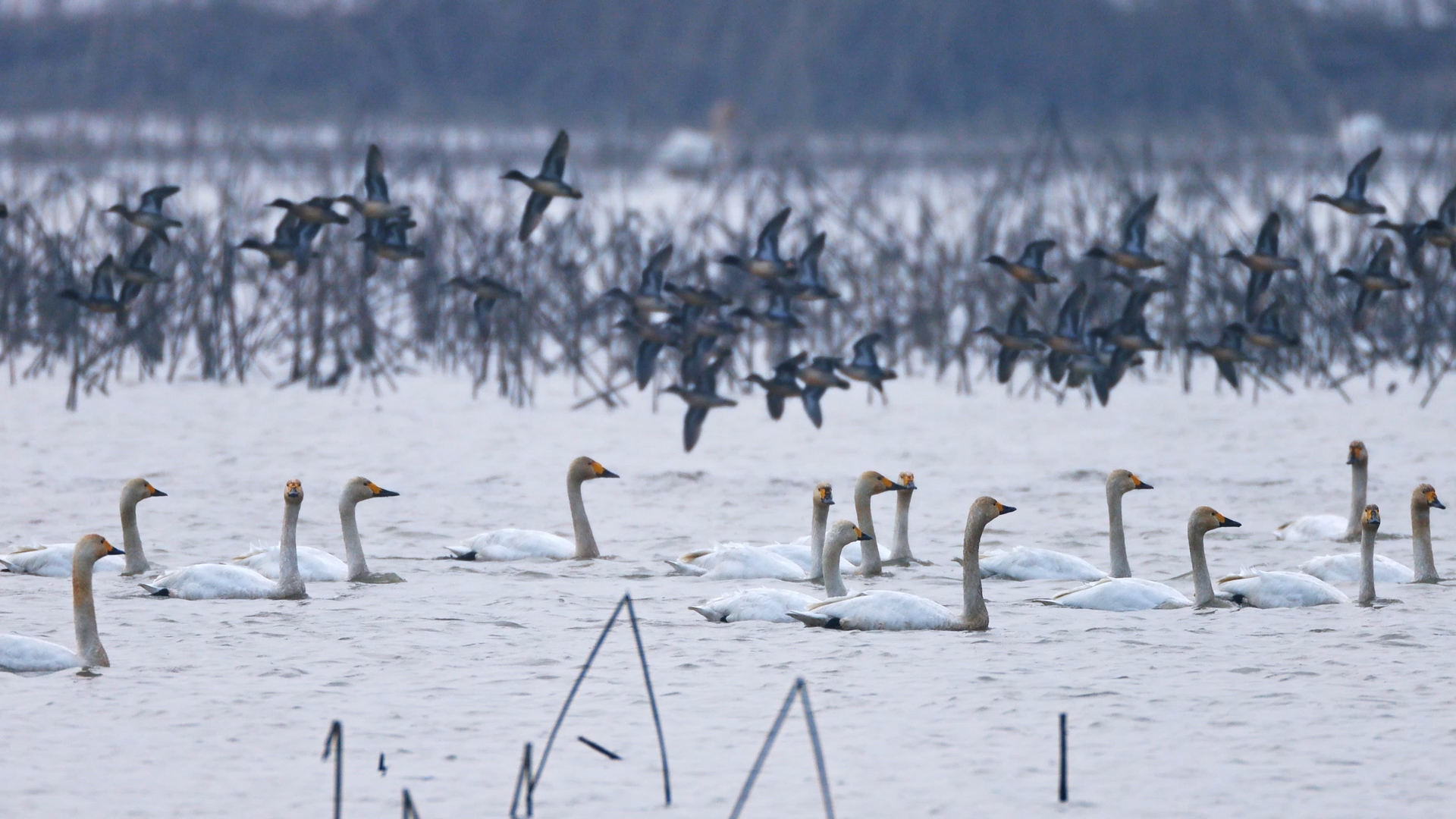 航拍望八里湖：野生鸟类的“温柔乡”
