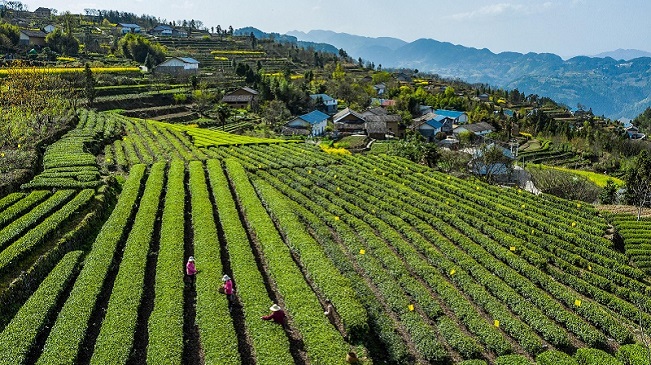 湖北秭歸：萬畝茶園吐新綠 茶農搶採“明前茶”