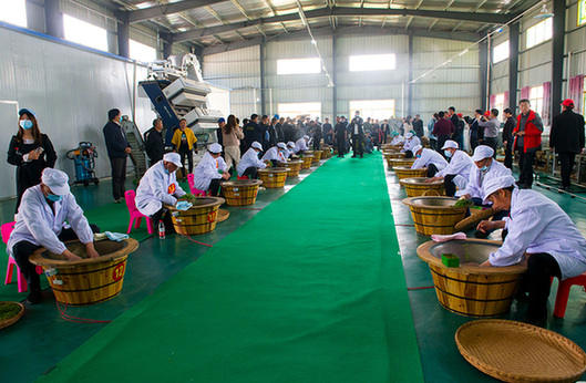 湖北大悟縣第二屆茶文化旅遊節開幕