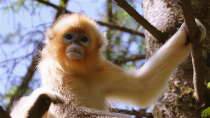 生物多样性之美丨神农架金丝猴：最美灵长部落