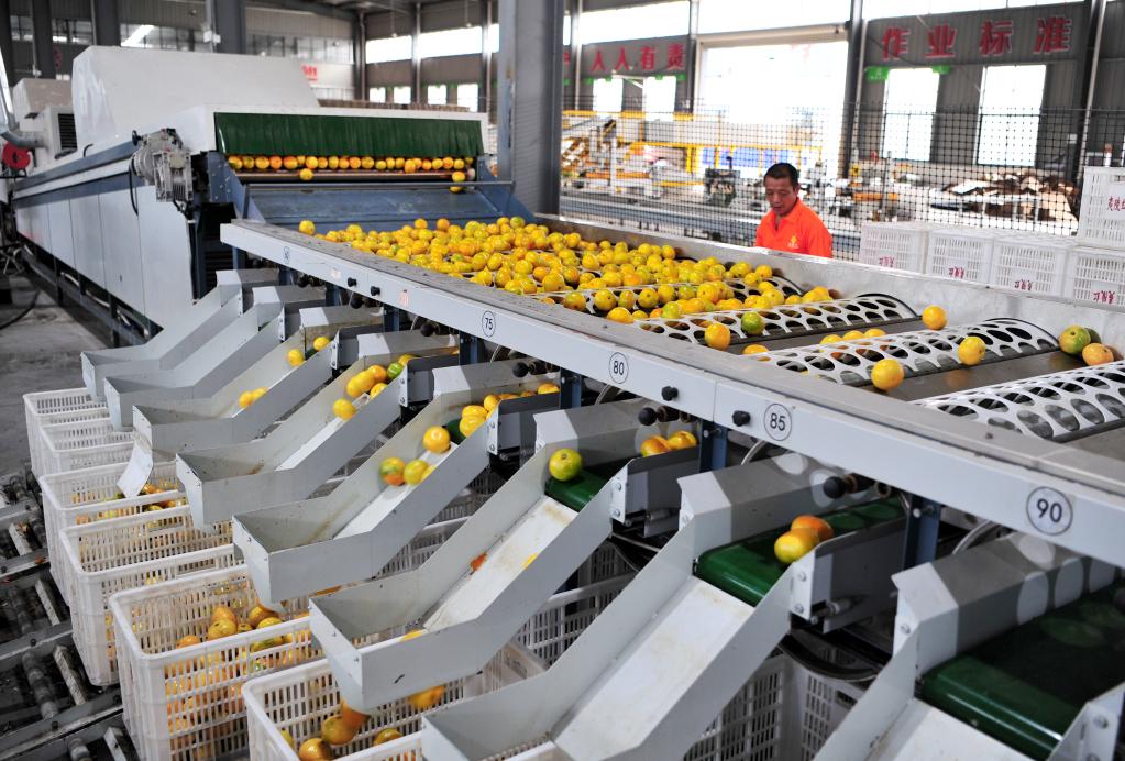 湖北宜昌：小柑橘大产业助农增收
