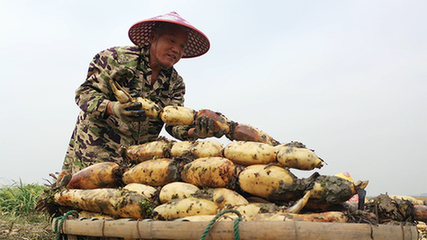 蓮藕種植新技術促進漢川鄉村振興和農旅融合發展