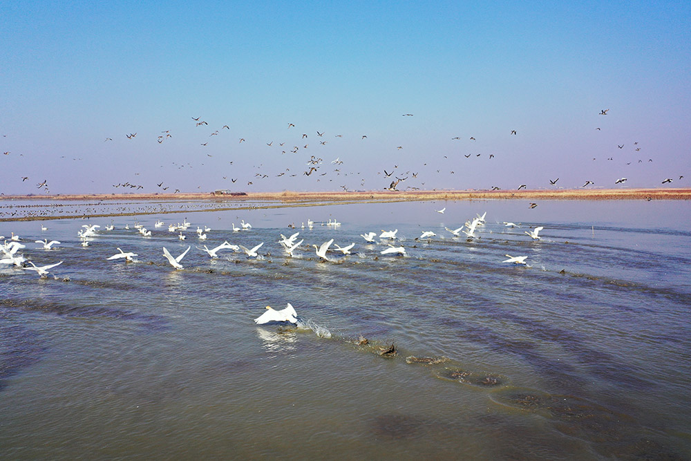 十万只候鸟汈汊湖湿地越冬 画面堪比大片