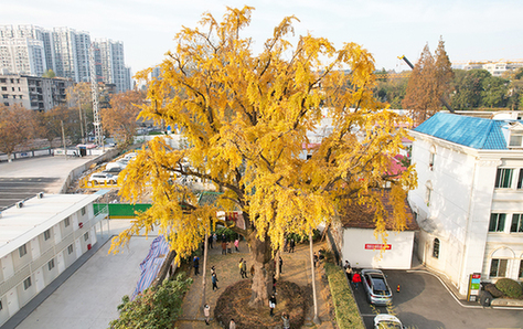 一棵漢陽樹和一座城市的綠色夢想