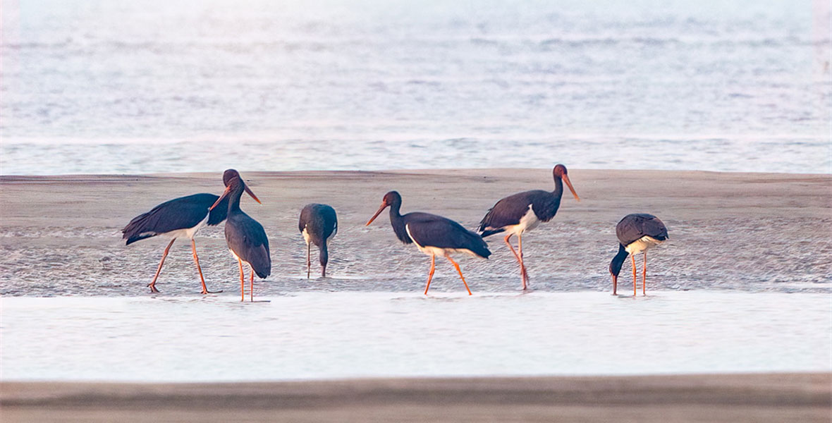 武漢天興洲生物多樣性調查報告出爐 洲灘鳥類資源尤為豐富