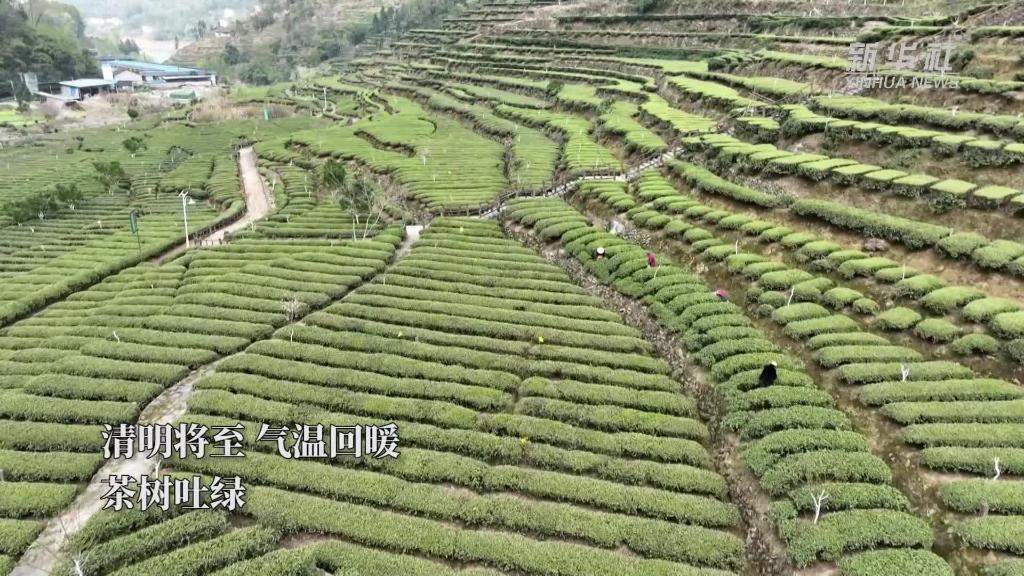 湖北秭歸：搶採“明前茶”助農增收