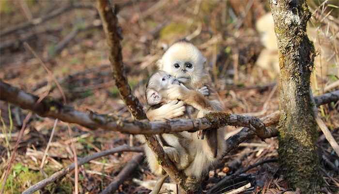 湖北神农架国家公园新添7只金丝猴宝宝