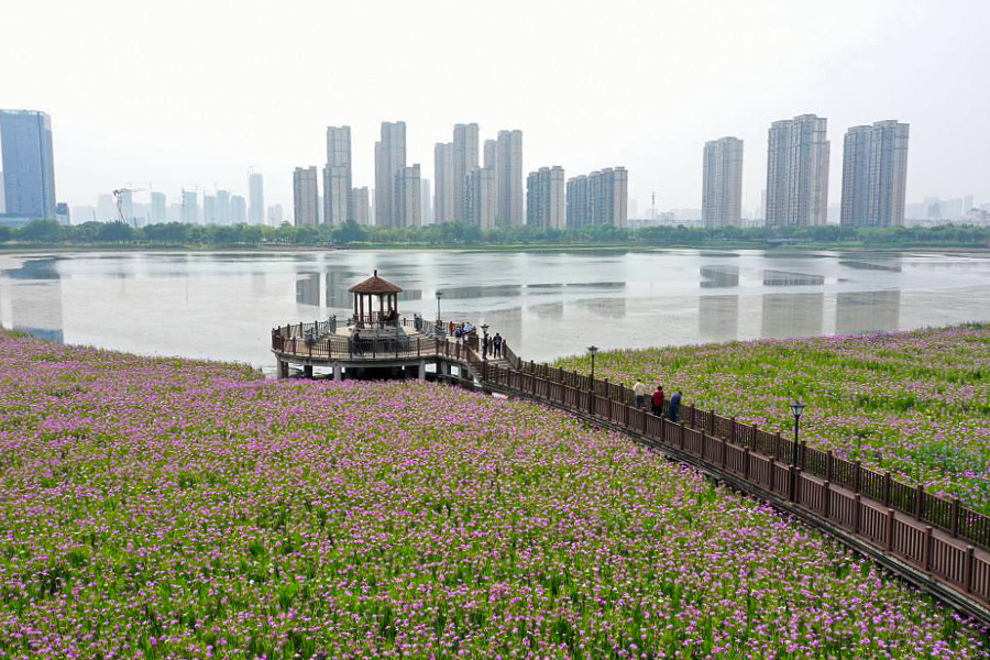 杨春湖生态修复水质提升 鸟儿来安家