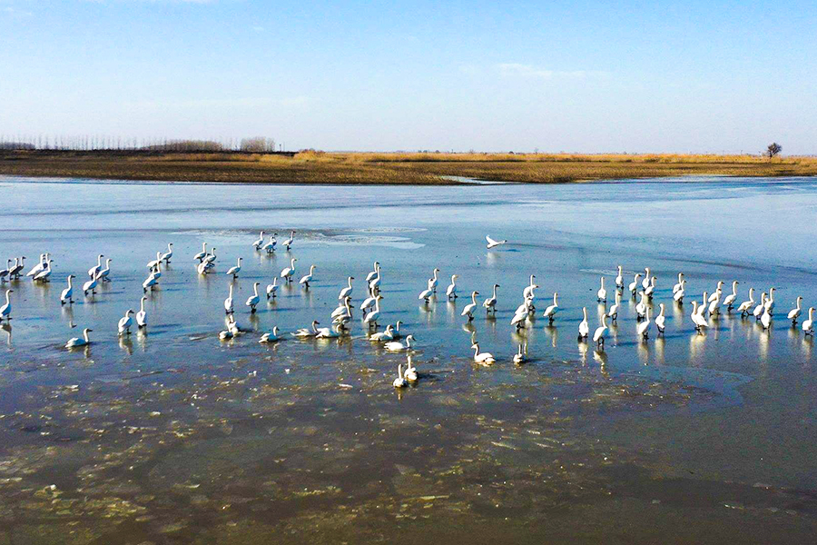 河湖相济万鸟齐翔 沉湖湿地加速建设“鸟类天堂”