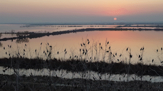 微视频丨安山湿地护鸟人