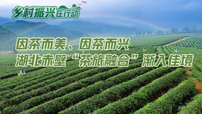 因茶而美、因茶而兴 湖北赤壁“茶旅融合”渐入佳境