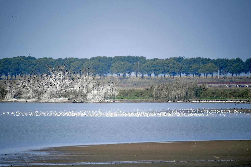 走進武漢沉湖國際重要濕地：候鳥棲息的樂園