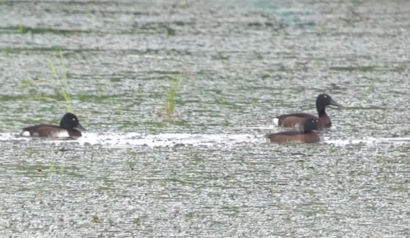 武汉豹澥湖：青头潜鸭种群数量逐年增加
