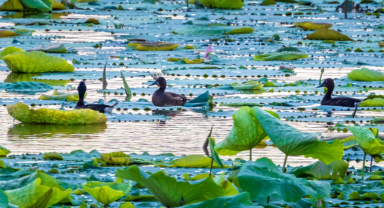 武汉江夏这处湿地公园：候鸟翔集生态美