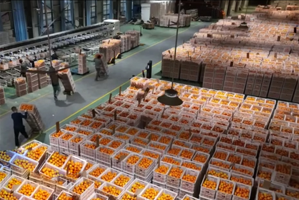 湖北秭归：抢采脐橙供应春节市场