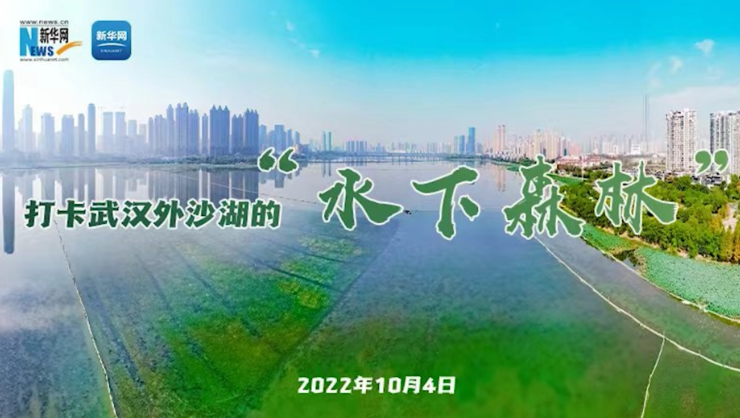 【新華雲直播】打卡武漢外沙湖的“水下森林”