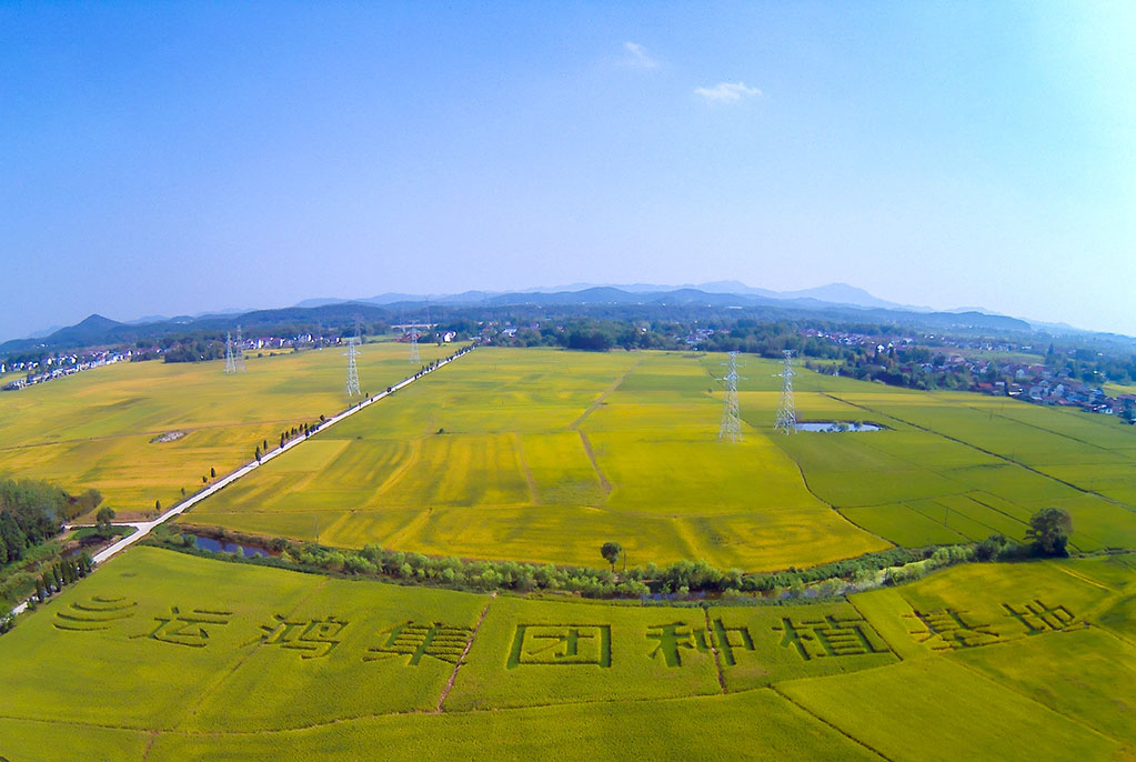运鸿集团大健康产业园二期水稻种植基地