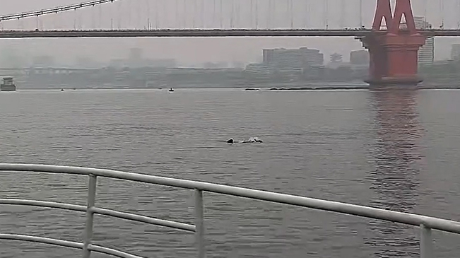 长江江豚现身鹦鹉洲长江大桥水域逐浪嬉戏