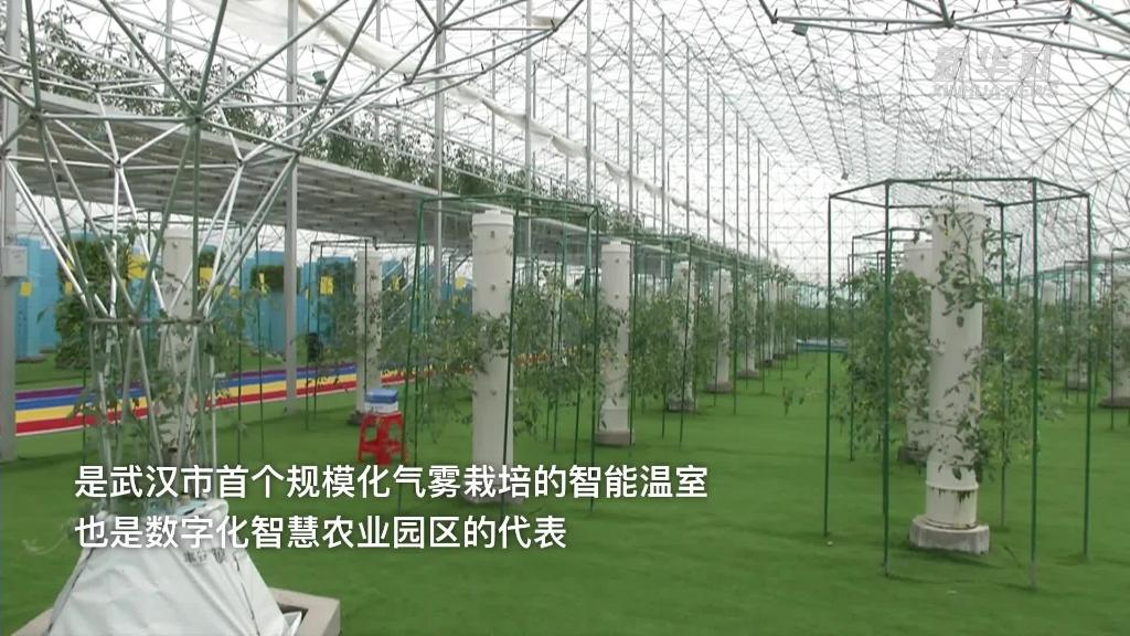 湖北武汉：“雾培”蔬菜上新 “电保姆”护航智慧农业