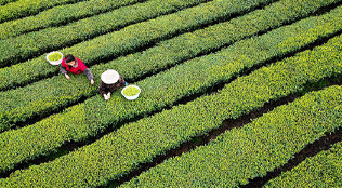 湖北咸丰：茶山如画