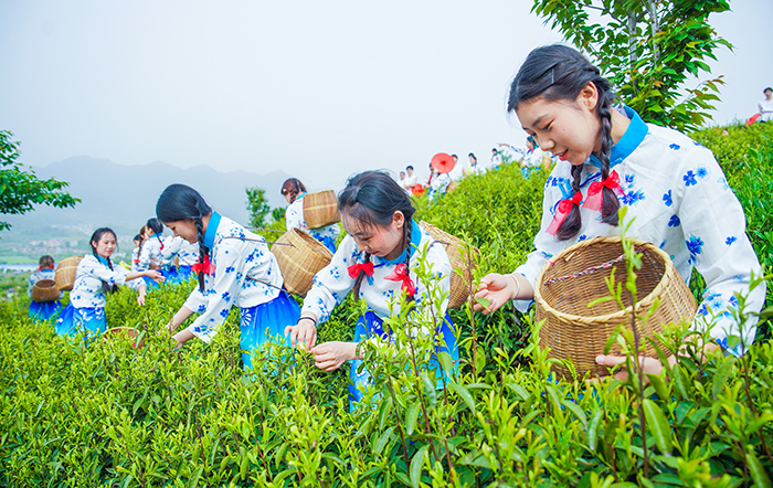 湖北大冶打造茶叶富民新产业